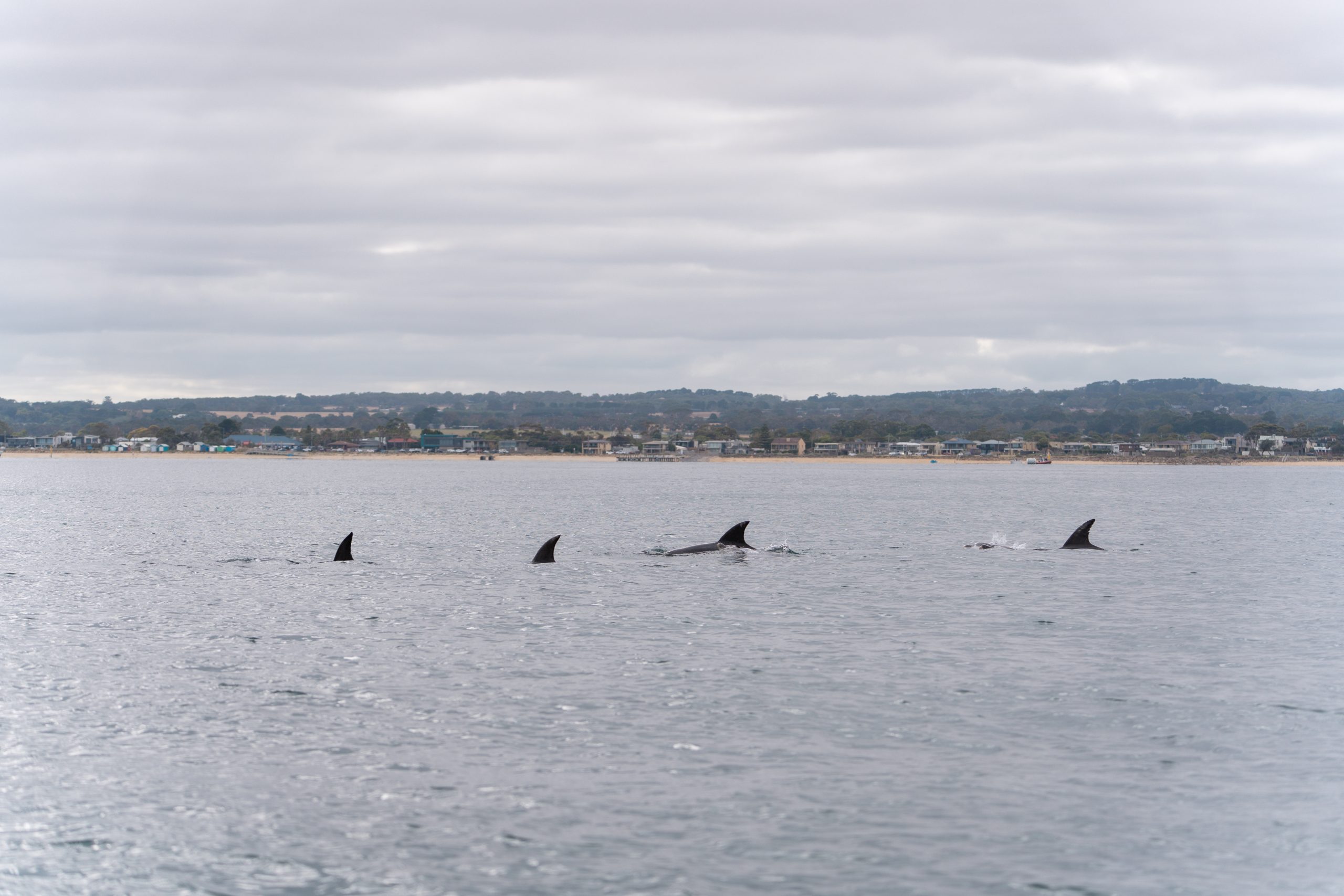 Sail Peninsula 2026 Day 2_012