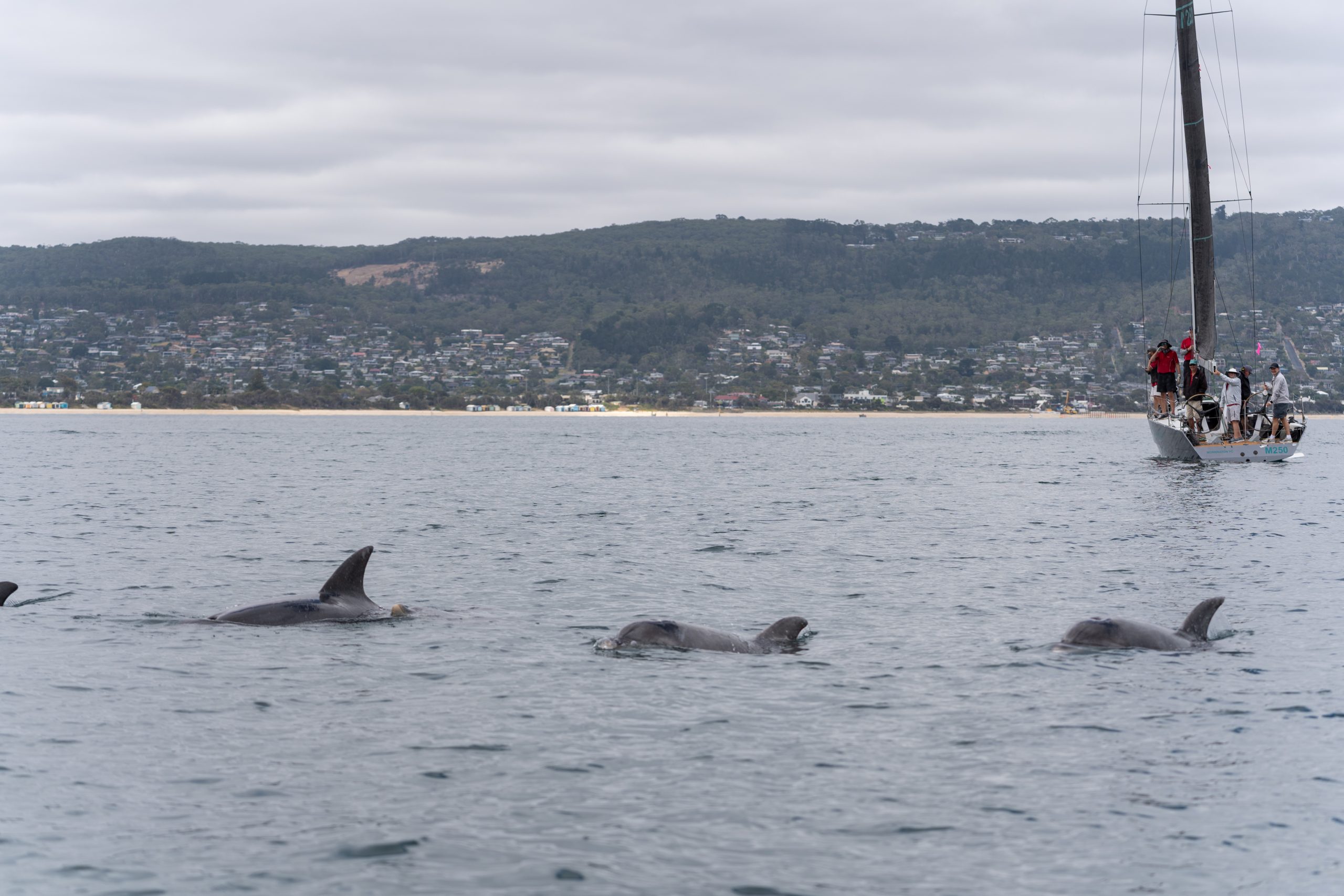 Sail Peninsula 2026 Day 2_013