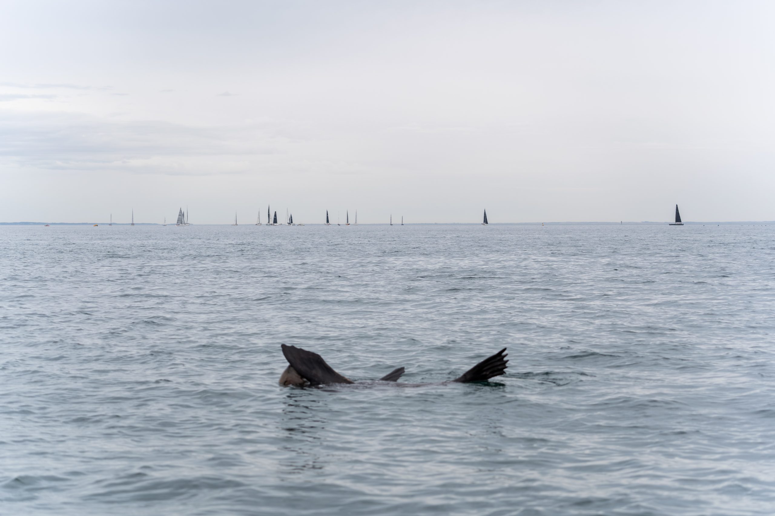 Sail Peninsula 2026 Day 3_001